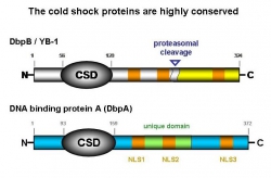 Cold shock proteins