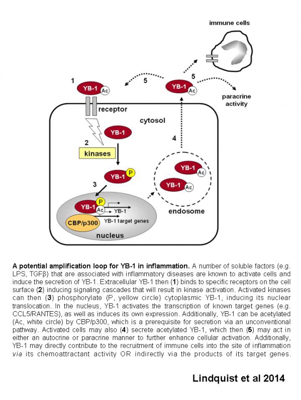 Extracellular YB-1